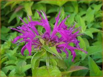 Monarda 'Balmy Lilac'