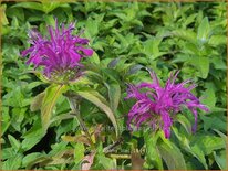 Monarda 'Balmy Lilac'