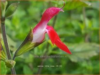 Salvia &#39;Little Kiss&#39;