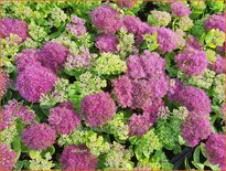 Sedum spectabile 'Meteor'