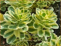 Sedum takesimense &#39;Atlantis&#39;