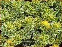 Sedum takesimense &#39;Atlantis&#39;