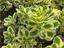 Sedum takesimense &#39;Atlantis&#39;