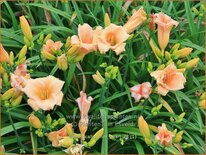 Hemerocallis 'Mini Pearl'