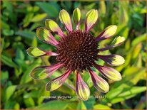 Echinacea purpurea 'Choco Green'