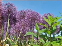 Allium 'Powder Puff'