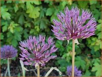 Allium 'Powder Puff'