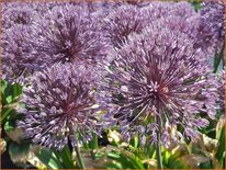 Allium 'Powder Puff'