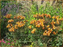 Alstroemeria &#39;Indian Summer&#39;