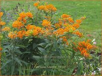 Asclepias tuberosa