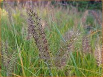 Pennisetum alopecuroides &#39;Hameln&#39;