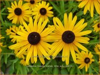 Rudbeckia fulgida &#39;Viette&#39;s Little Suzy&#39;