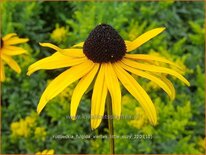 Rudbeckia fulgida &#39;Viette&#39;s Little Suzy&#39;