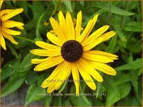 Rudbeckia fulgida &#39;Viette&#39;s Little Suzy&#39;