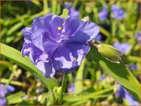 Tradescantia 'Mac's Double'