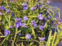 Tradescantia 'Mac's Double'