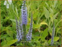 Veronica longifolia &#39;Zoe&#39;