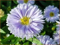 Aster novi-belgii 'Brigitte'