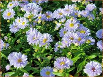 Aster novi-belgii 'Brigitte'