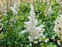 Astilbe &#39;Diamant&#39;