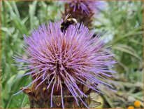 Cynara scolymus