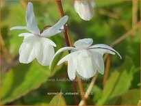 Epimedium &#39;Alabaster&#39;