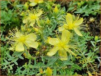 Hypericum olympicum &#39;Citrinum&#39;