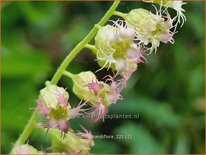 Tellima grandiflora