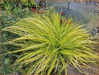 Carex oshimensis &#39;Everillo&#39;