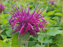 Monarda &#39;Balmy Purple&#39;