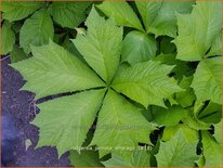 Rodgersia pinnata &#39;Smaragd&#39;