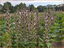 Acanthus &#39;Morning Candle&#39;