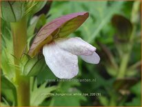 Acanthus hungaricus &#39;White Lips&#39;