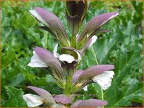 Acanthus mollis &#39;Latifolius&#39;