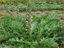 Acanthus mollis &#39;Latifolius&#39;