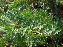 Achillea &#39;Alabaster&#39;