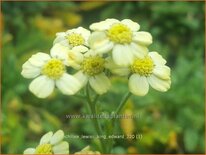 Achillea lewisii 'King Edward'