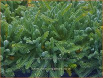 Achillea lewisii 'King Edward'