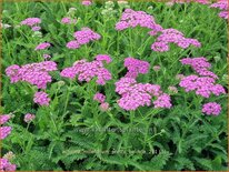 Achillea millefolium &#39;Pretty Belinda&#39;