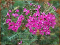 Achillea millefolium 'Sammetriese'