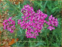 Achillea millefolium 'Sammetriese'