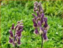 Aconitum &#39;Purple Sparrow&#39;