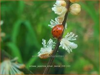 Actaea japonica 'Silver Dance'