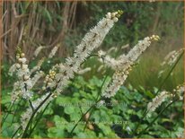 Actaea japonica 'Silver Dance'