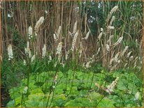 Actaea japonica 'Silver Dance'