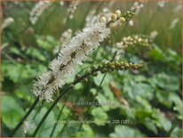 Actaea japonica 'Silver Dance'