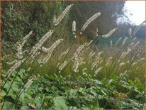 Actaea japonica 'Silver Dance'