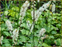 Actaea japonica 'Silver Dance'