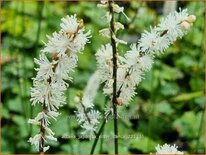 Actaea japonica 'Silver Dance'