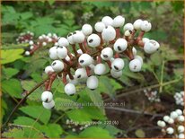 Actaea pachypoda